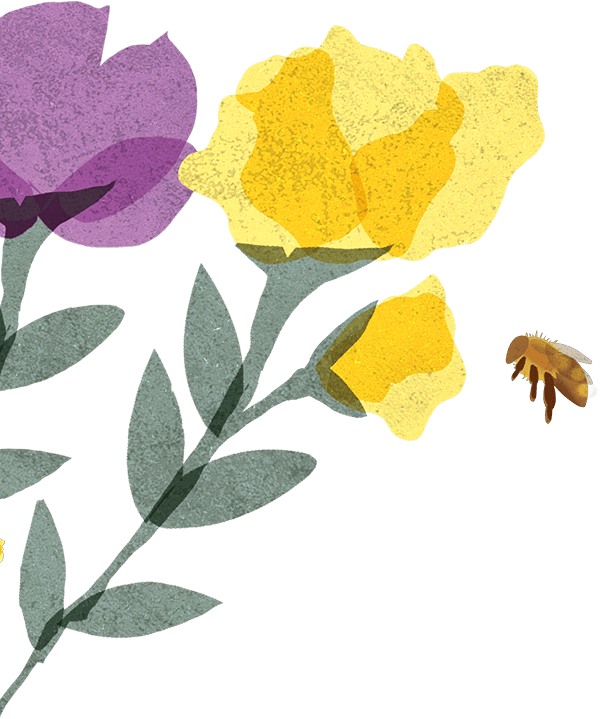 Les Sens du Terroir - illustration fleurs & abeille